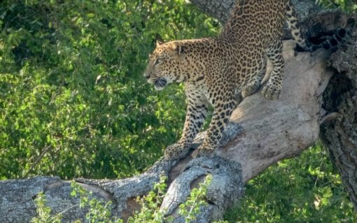 Yala Private Full Day Safari - Image 3