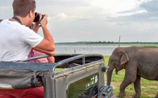 Minneriya Private Half Day (4 hours) Safari - Image 2