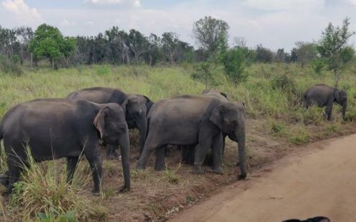 Hurulu Eco Park Private Full Day Safari - Image 2