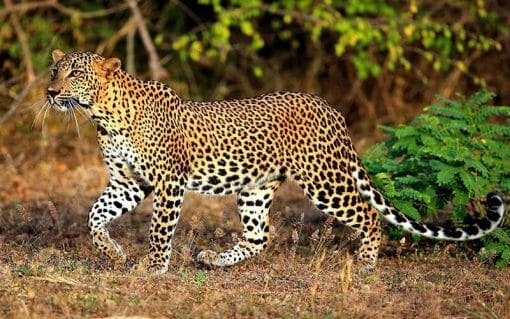 Yala National Park Leopard