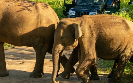 Hurulu Eco Park Private Full Day Safari