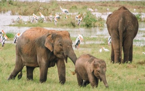 Minneriya Private Half Day (4 hours) Safari