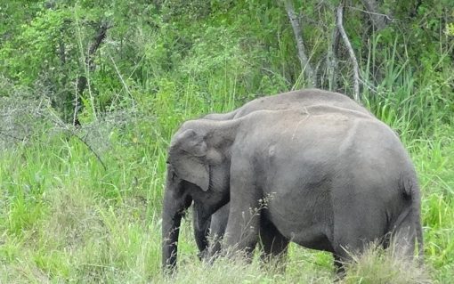 Minneriya Private Half Day (4 hours) Safari - Image 4