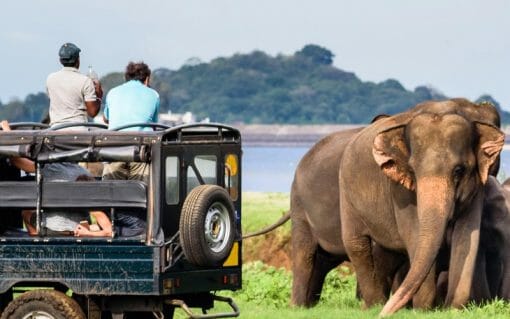 Yala National Park Half Day (4 hours) Private Safari - Image 4