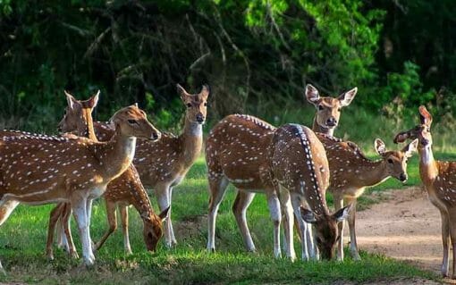 Yala National Park Half Day (4 hours) Private Safari