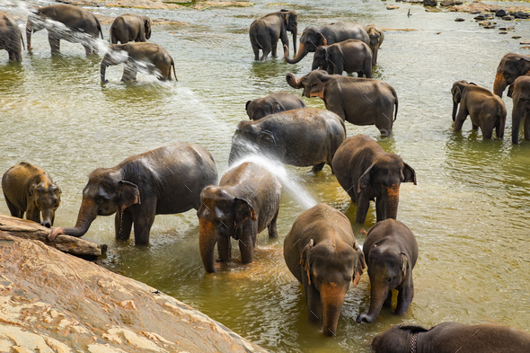 Elephants bathing in the river. Pinnawala Elephant Orphanage. Sri Lanka