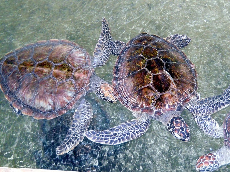 Injured Sea Turtles at Kosgoda