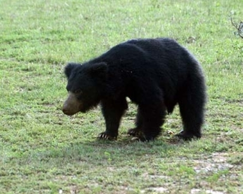 Bears at Yala National Park