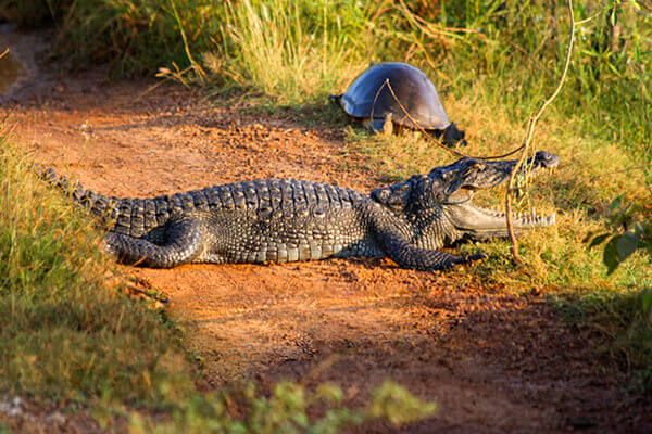 Safari at gal oya National Park