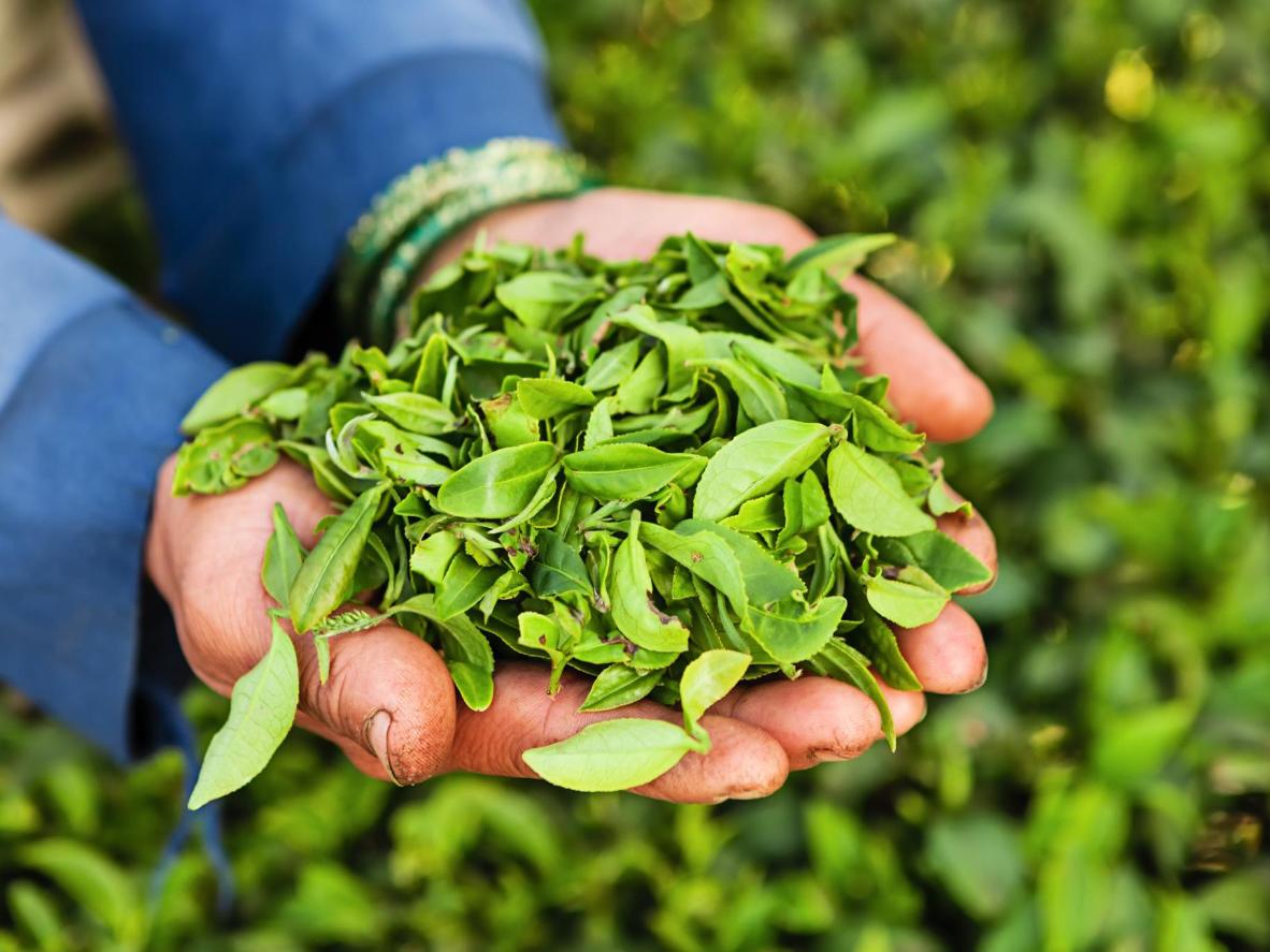 Tea Leaves at Nuwara Eliya Tea Garden