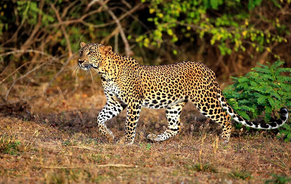 Leopard at Yala National Park