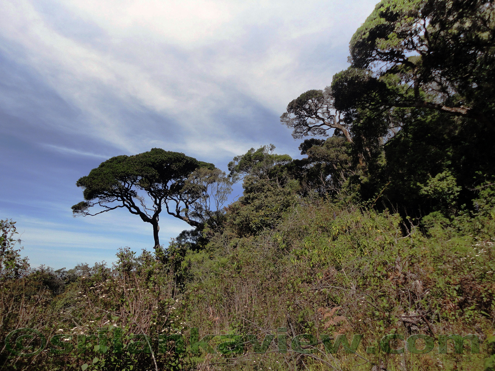 Straw Plateau Rock