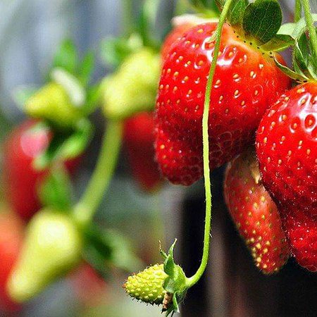 freshly picked strawberries at Nuwara Eliya