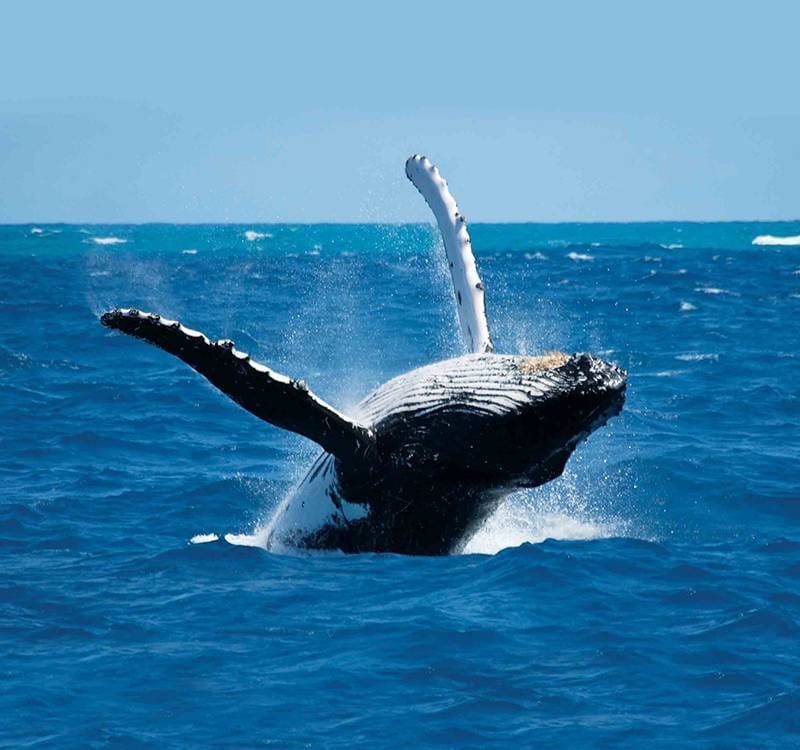 whale and dolphin watching tours