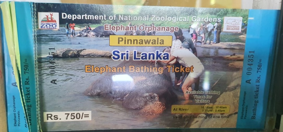 Pinnawala elephant orphanage elephant bathing event ticket 