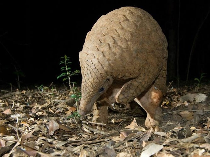 pangolin in pophams