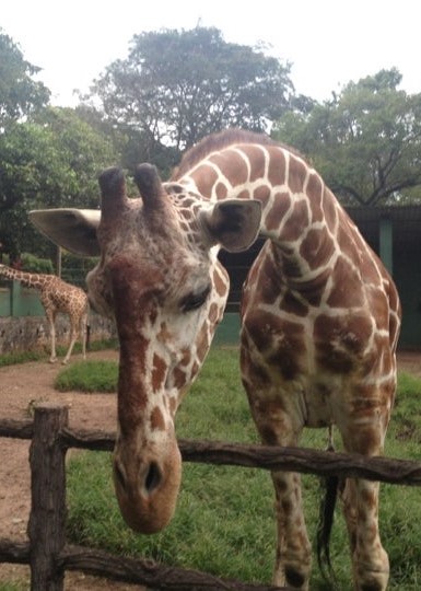 giraffe dehiwala zoo