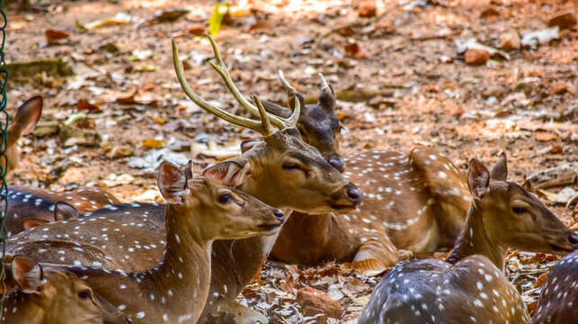 deers in pinnawala zoo