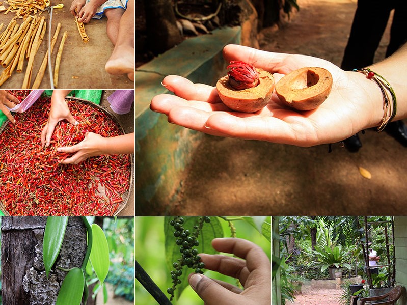 spice garden pinnawala page