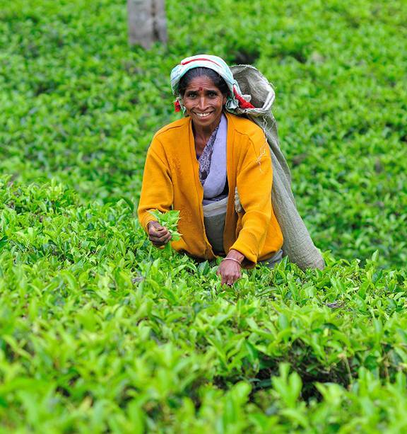 tea plucking badulla