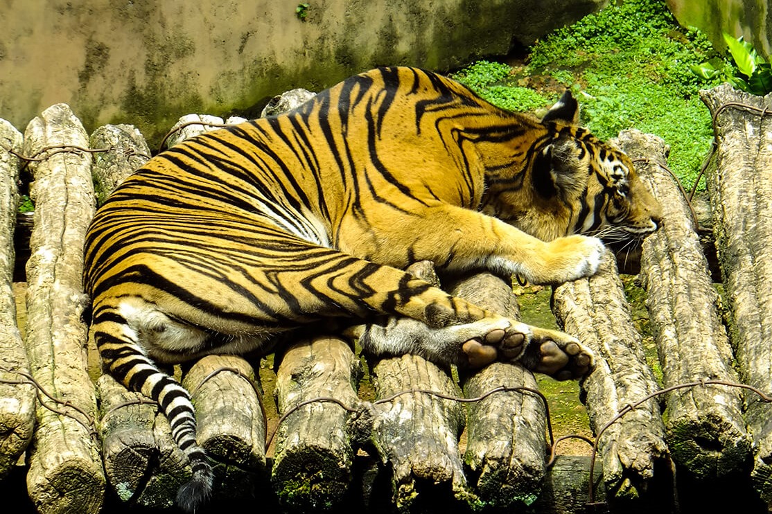 tiger in dehiwala zoo