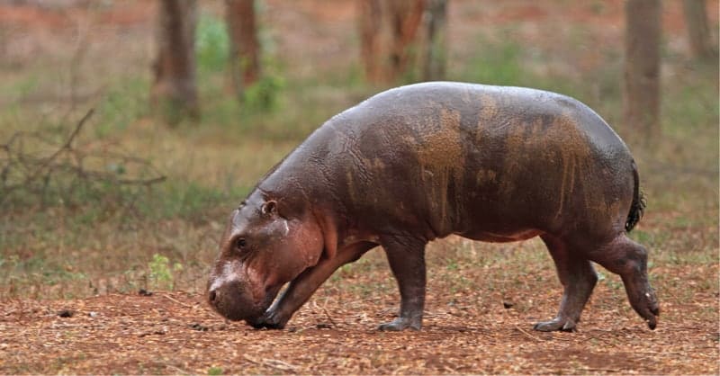 hippo Ridiyagama safari park