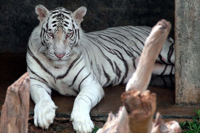 white tiger in dehiwala zoo