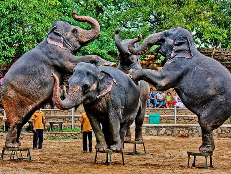 elephant performance in dehiwala zoo