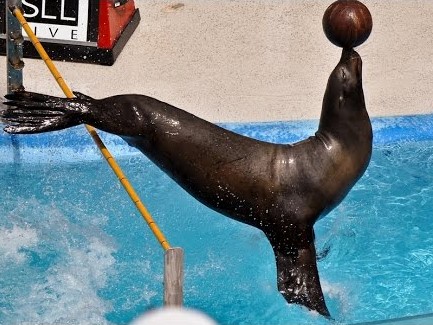 sea lion show at dehiwala zoo