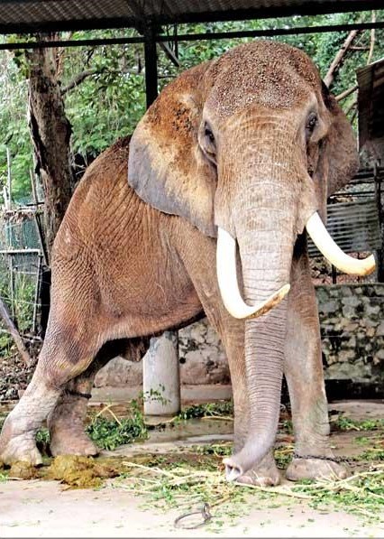 African elephant joe dehiwala zoo