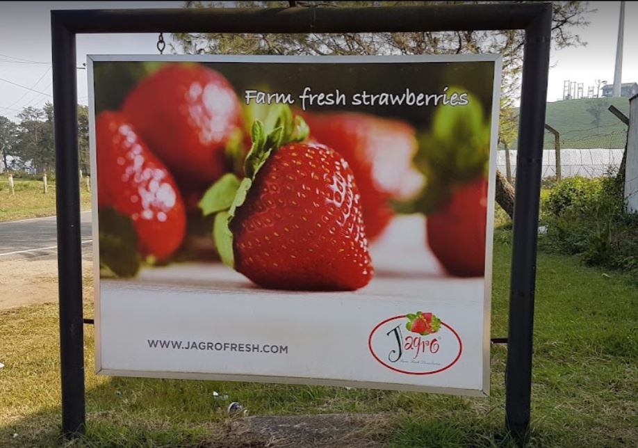 jagro strawberry board