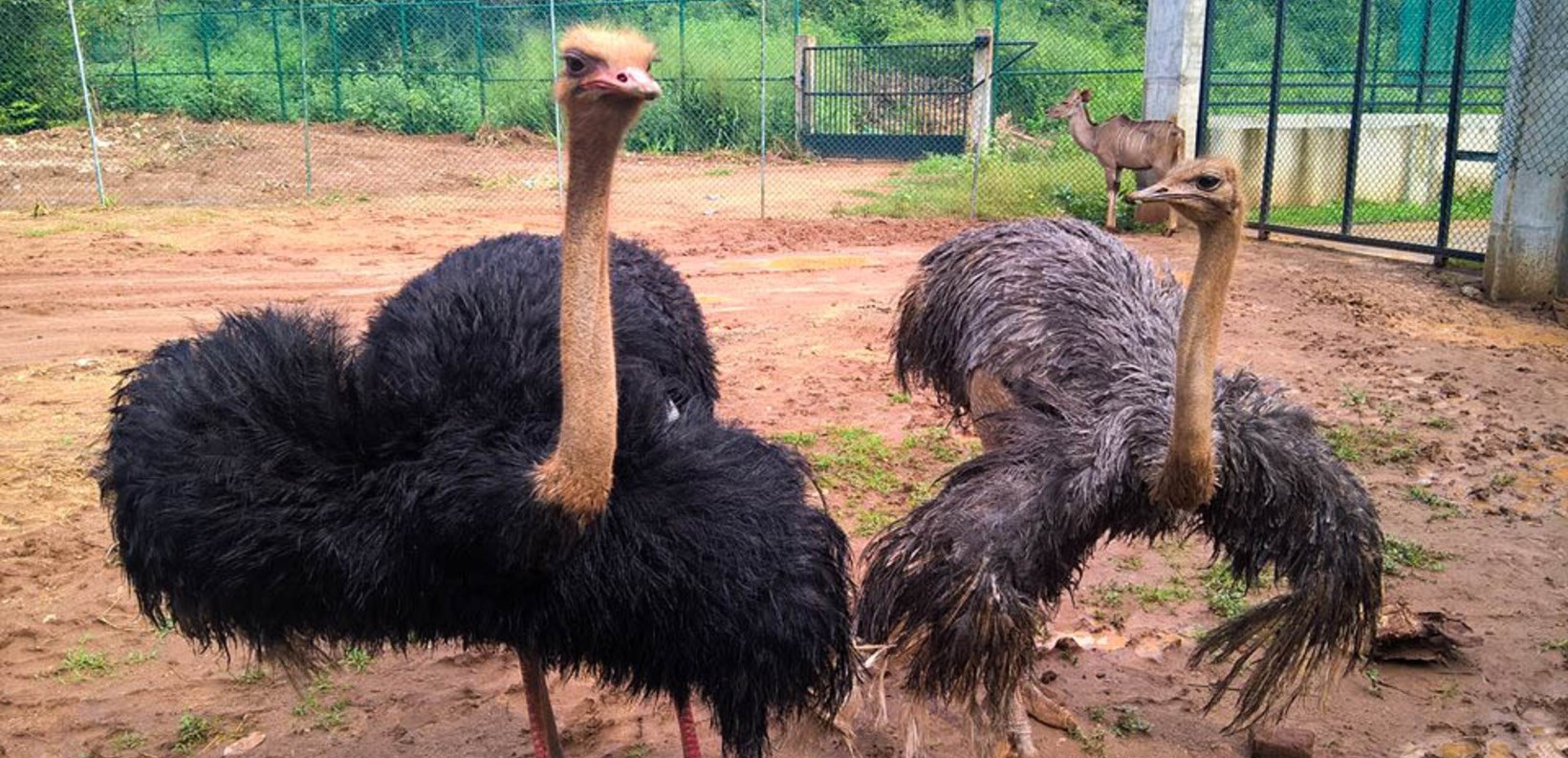 ostriches in ridiyagama park