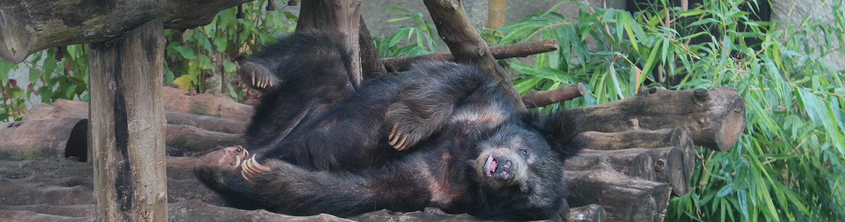 a bear in pinnawala zoo