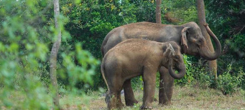 ridiyagama Safari Elephants 