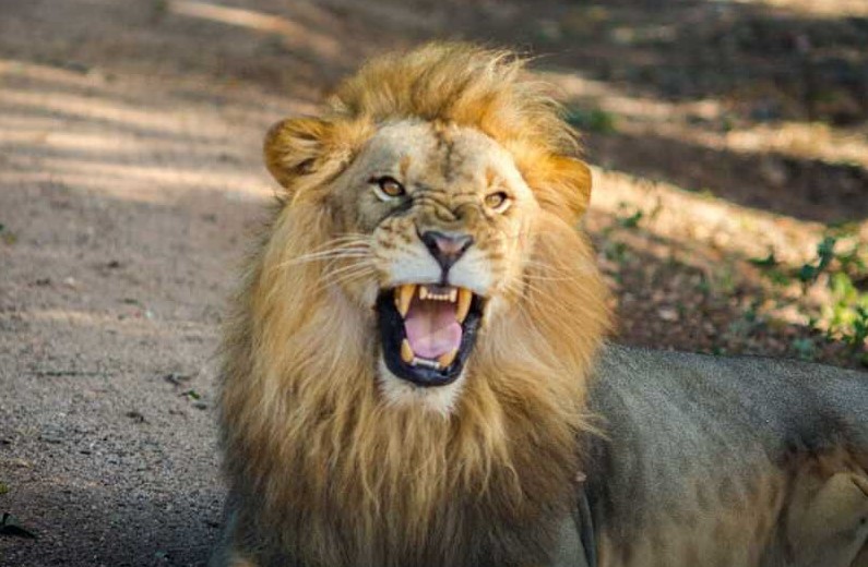 lions at ridiyagama  safari park