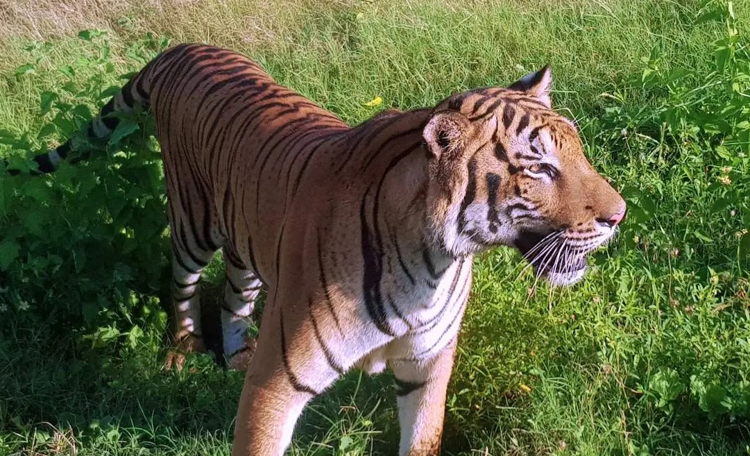 Ridiyama park tiger 