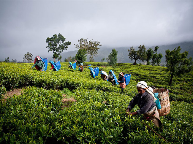 geragama tea plantation tea plucking