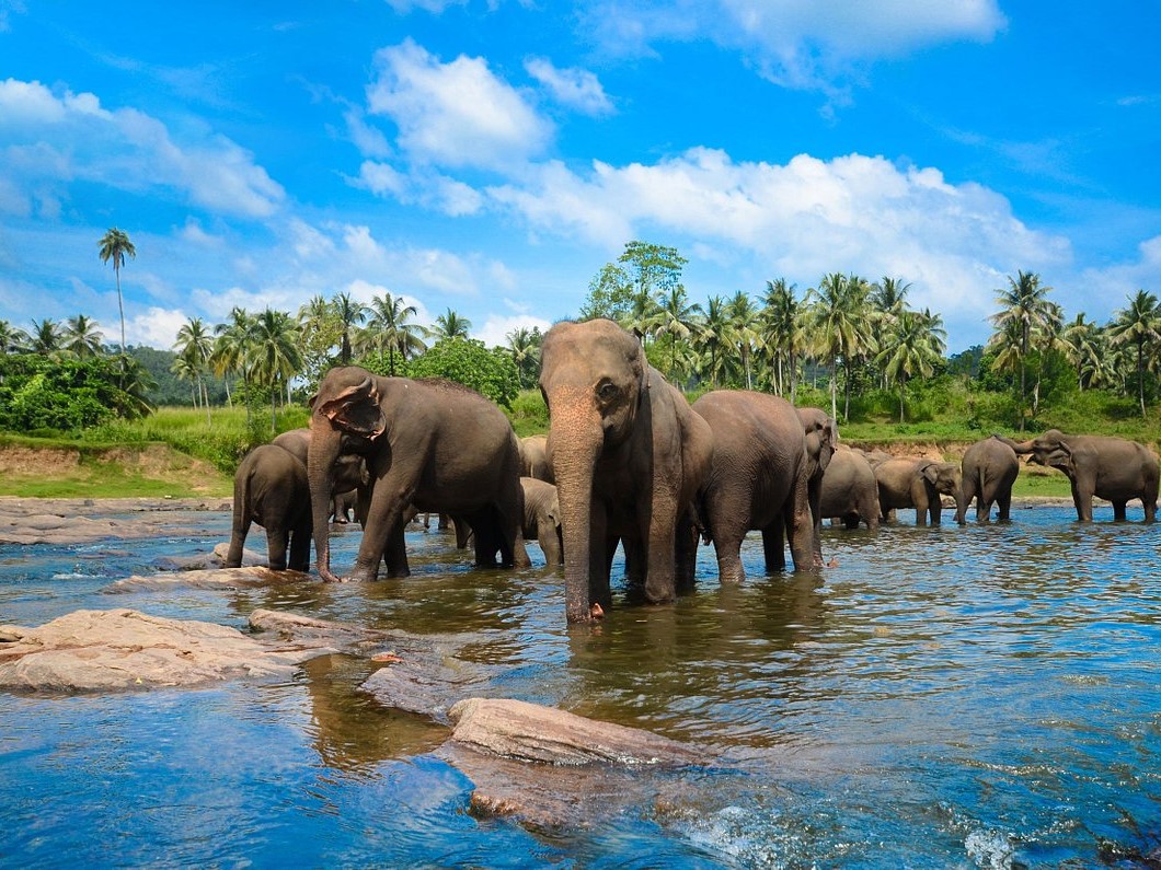 pinnawala Elephants in orphanage
