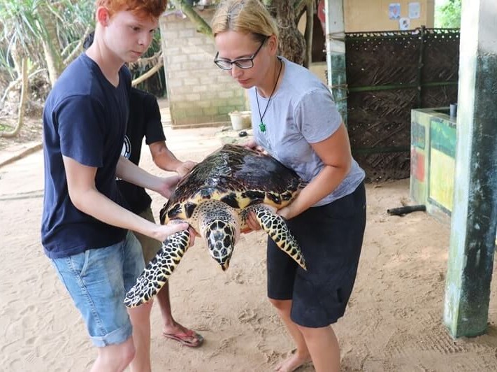 sea turtle conversation center turtle