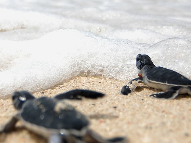 sea turtles in ahungalla