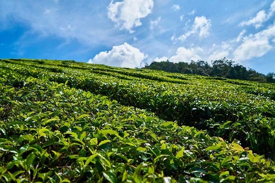 hadunugoda tea estate full view photo