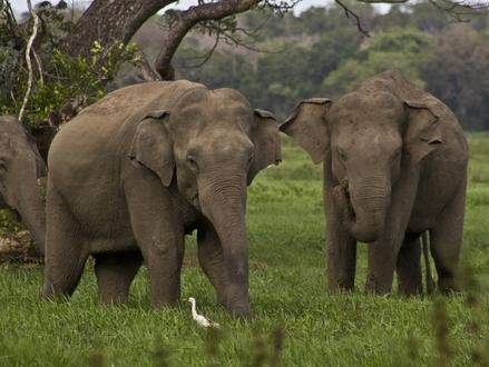 wild elephants in lahugala kitulana national park