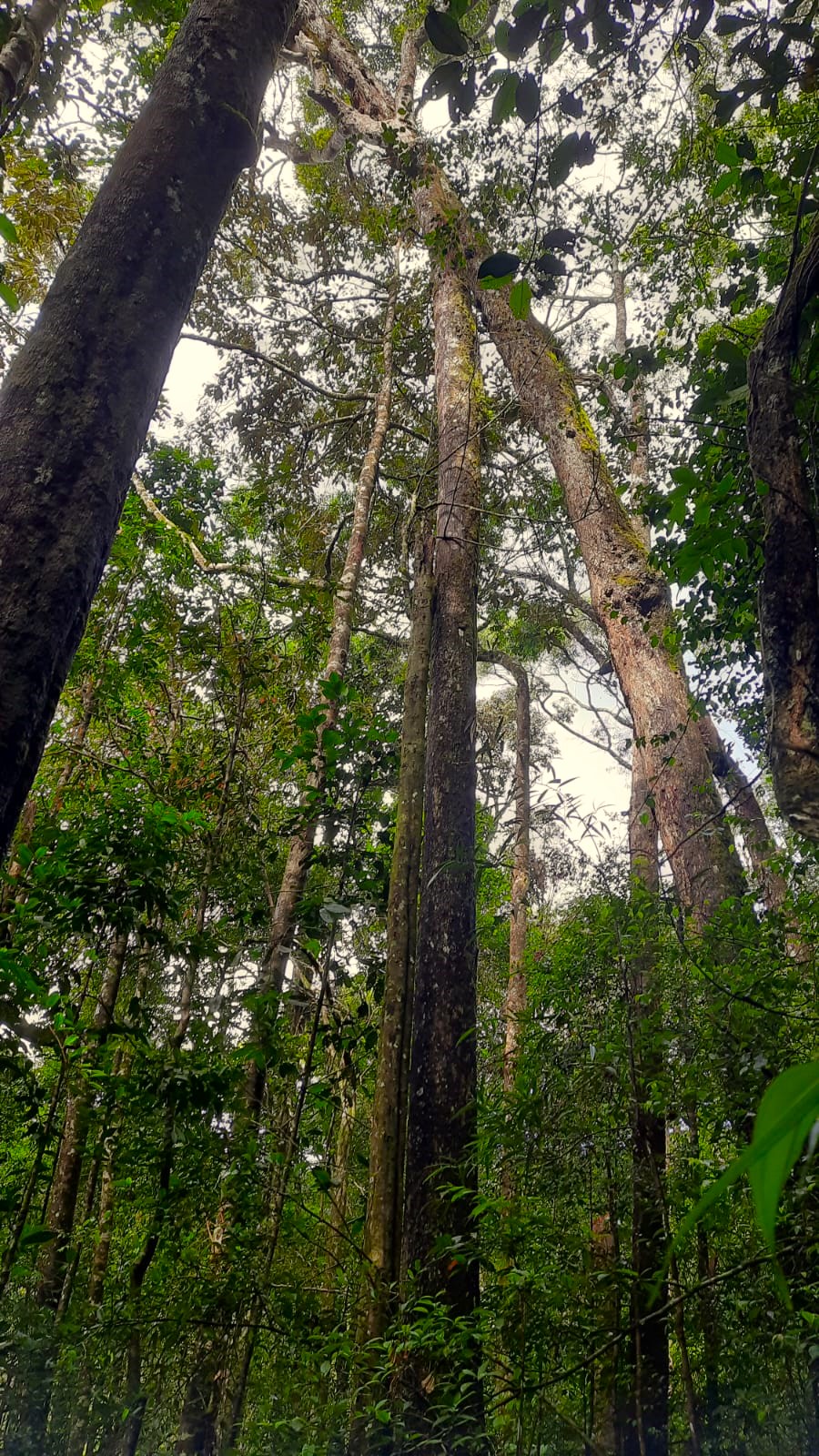 Sinharaja Rain Forest Trees